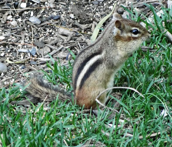 Chipmunk in the garden