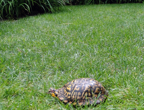 Unusual wildlife in my garden a turtle