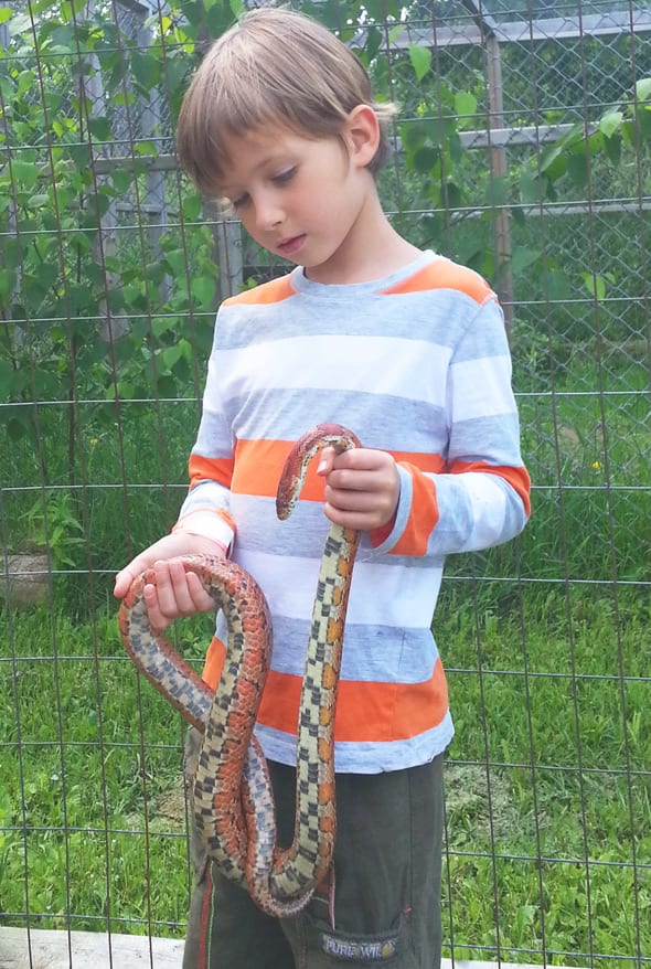 Theo with corn snake