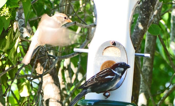 wild birds on birdfeeder