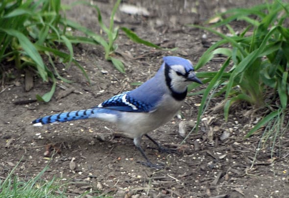 Blue jay in the garden