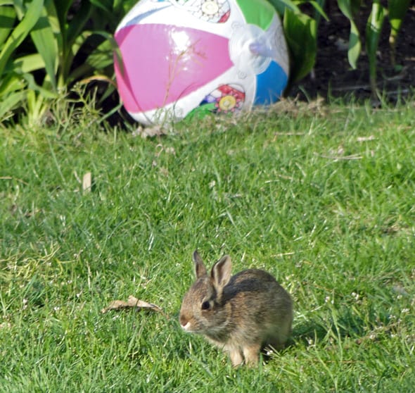 Wildlife in my garden bunny
