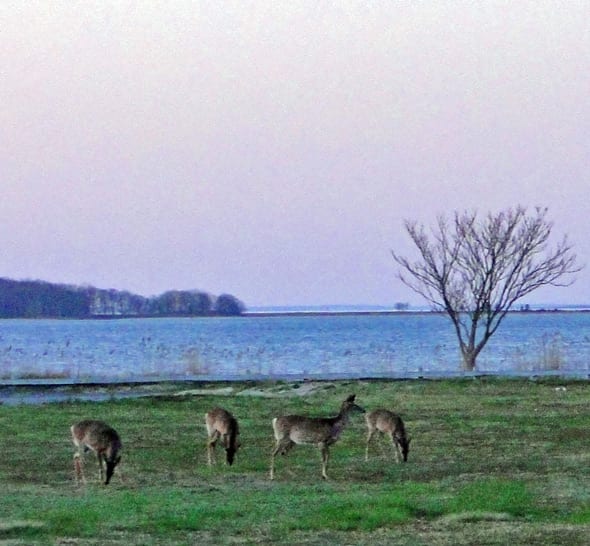 Deer by water behind our garden