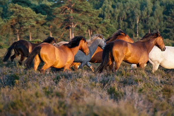new forest ponies