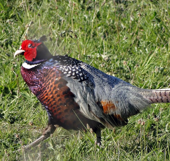 Pheasant walking past our garden