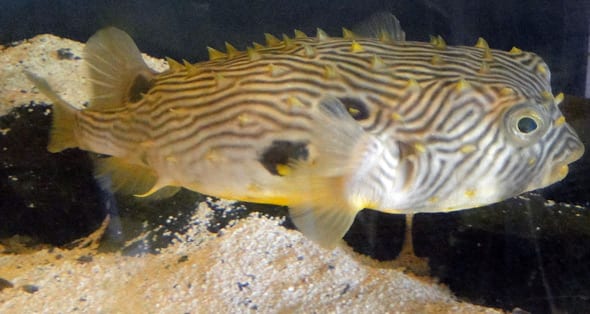 Puffer Fish