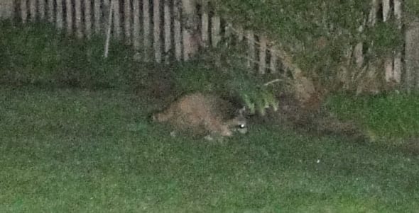 Wildlife in my garden racoon