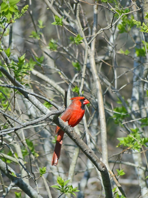 Red Cardinal perched in a tree
