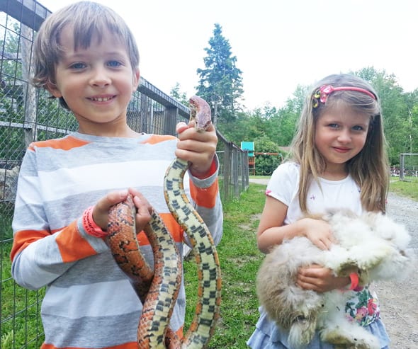 Corn snake and Angora rabbit