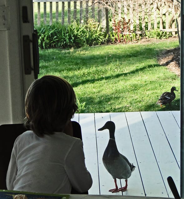Duck on porch