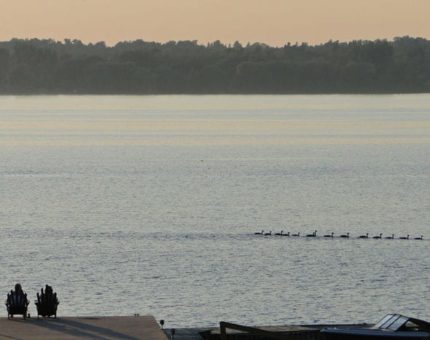 Silent Sunday 6 Sunset on river with geese