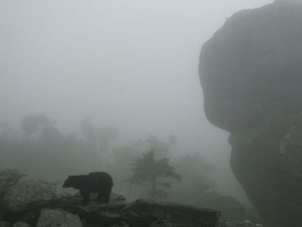 Silent Sunday 8 Bear on Grandfather Mountain