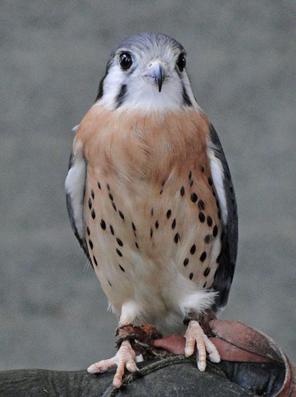 kestrel in wild center in adirondacks