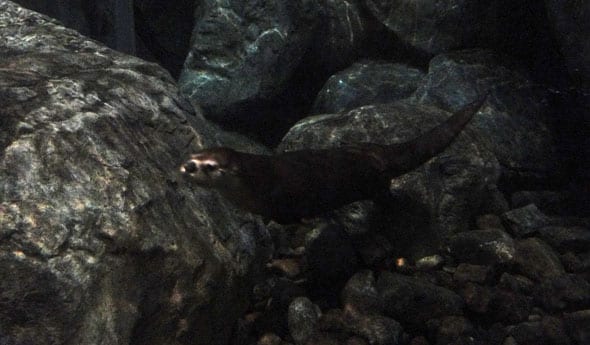 otter in wild center adirondacks