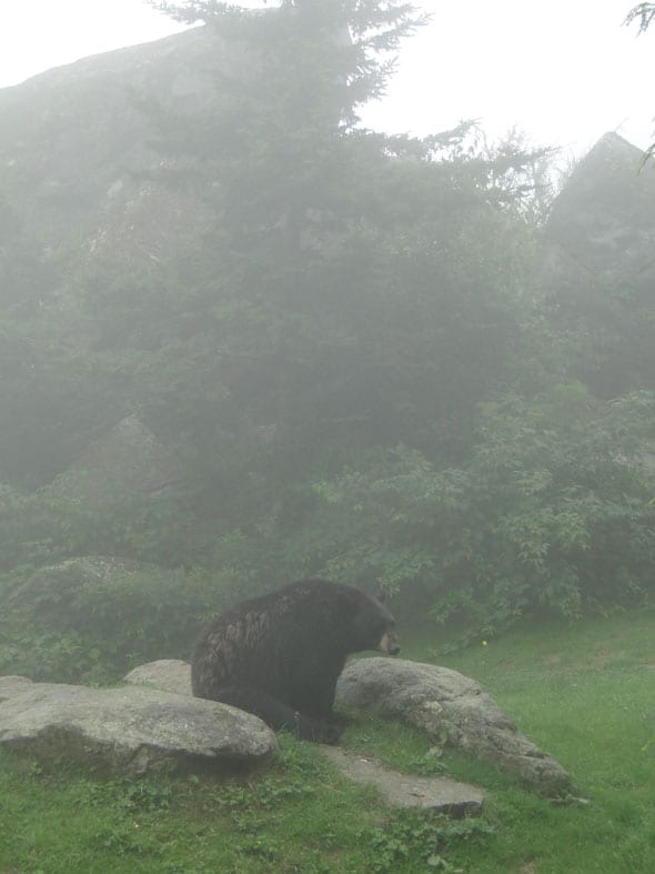 Bear on Grandfather Mountain