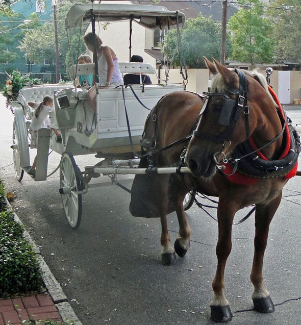 Horse carriage ride savannah kids