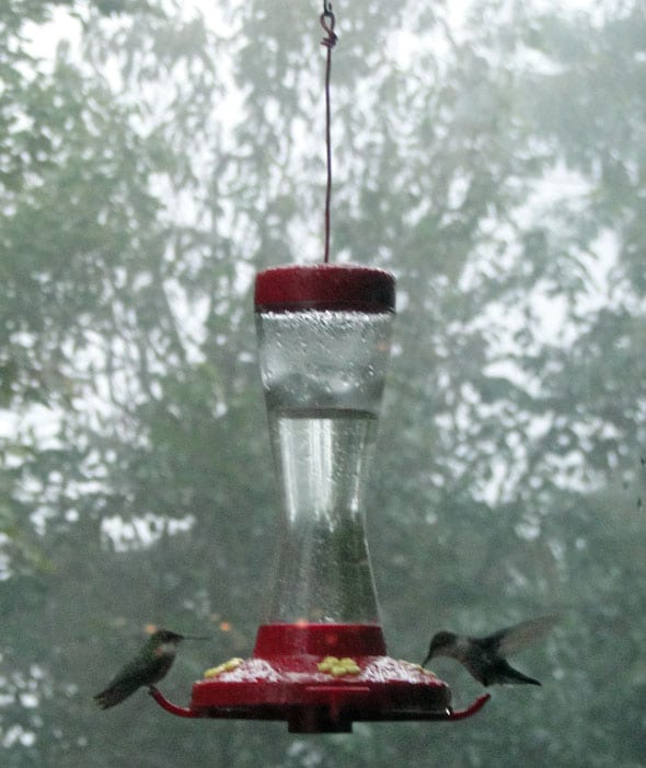 2-humming-birds