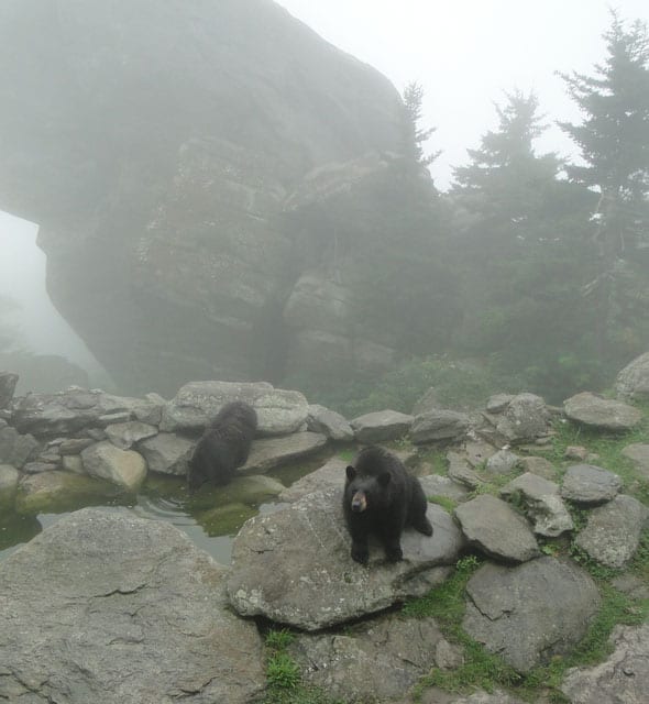 bears in the mist Grandfather Mountain