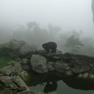 Bear reflection on Grandfather Mountain