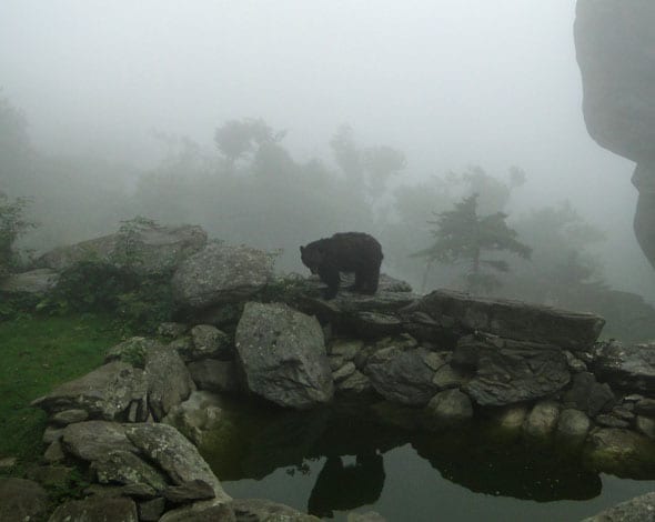 Bear reflection on Grandfather Mountain