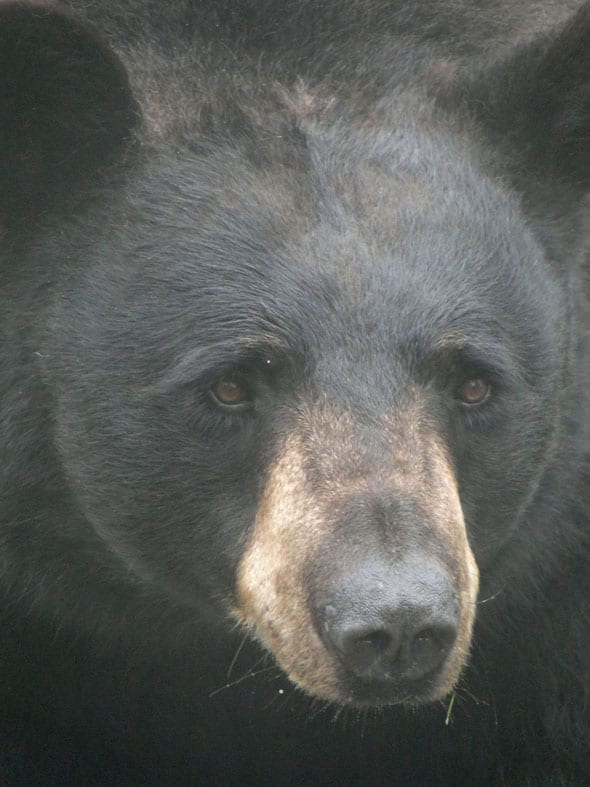 Bear face close up