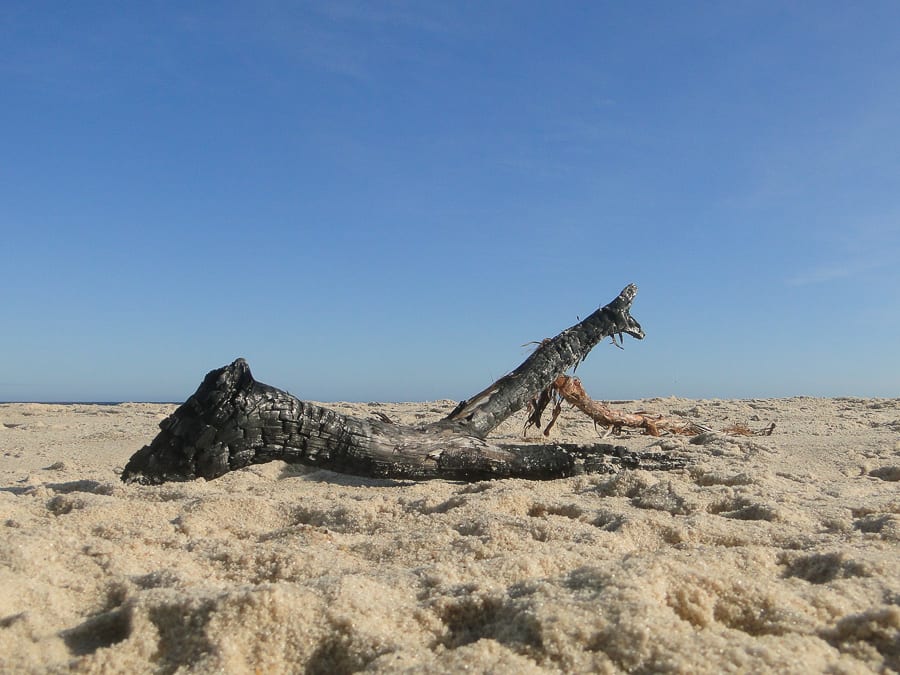 beach walk with kids drift wood