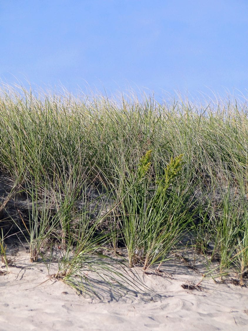 beach walk with kids dune grass