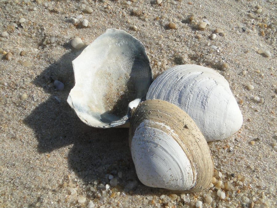 beach walk with kids shells