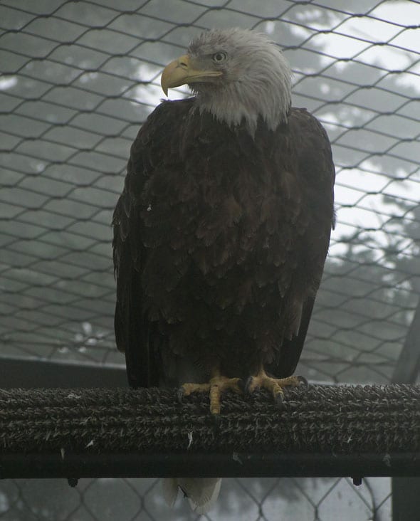 Bald Eagle