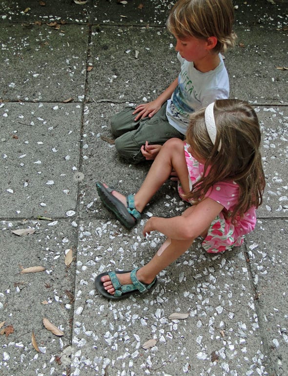 oyster shells sidewalk savannah