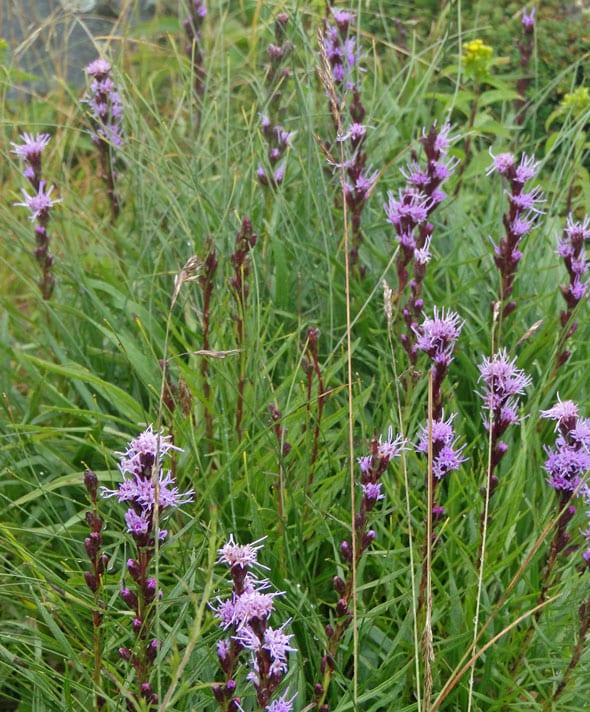 wild flowers grandfather mountain