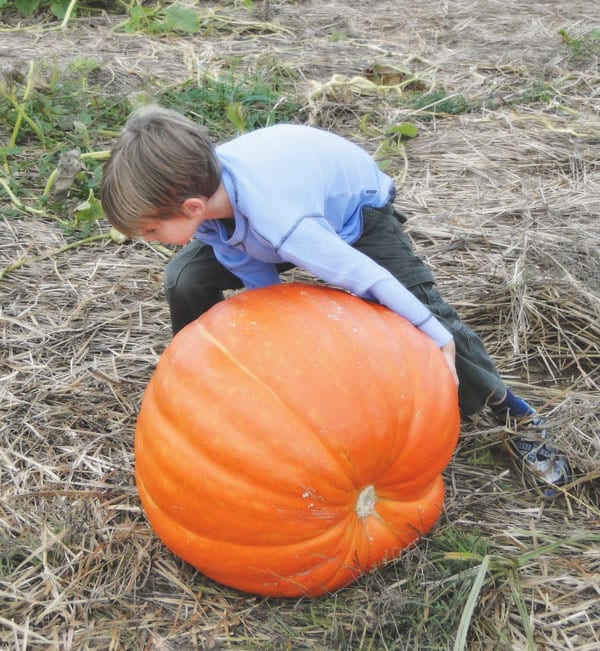 Trying to roll a large pumpkin