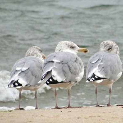silent sunday 18 seagulls beach