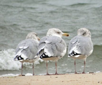 silent sunday 18 seagulls beach