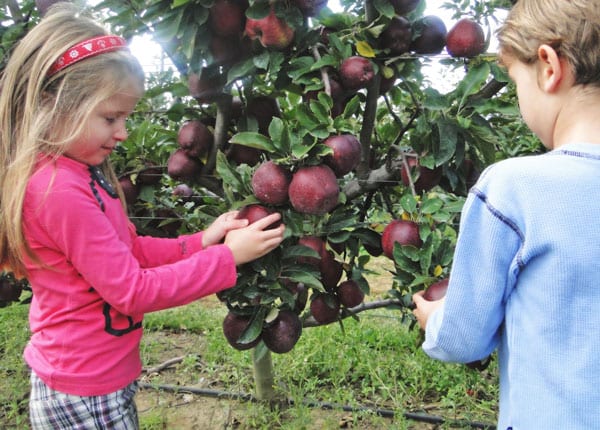 picking apples