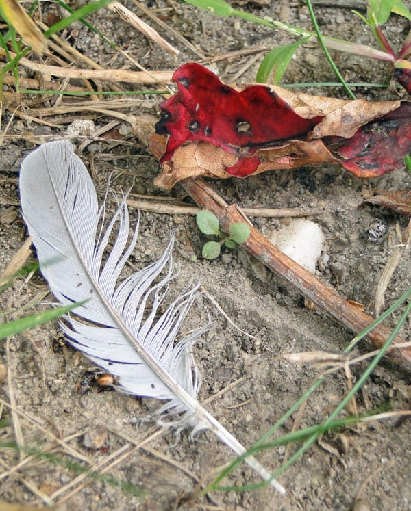 feather leaf