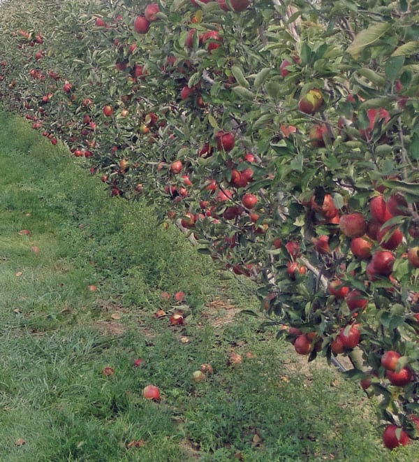 apple orchard