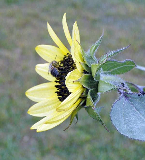 bee on flower