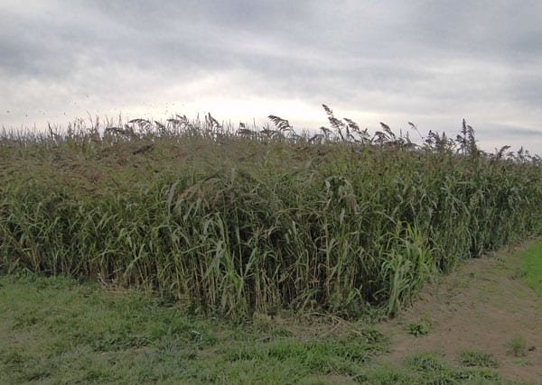 corner corn maze