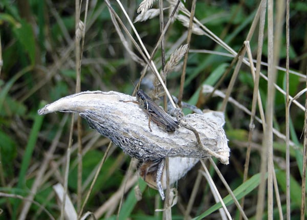 cricket seed pod