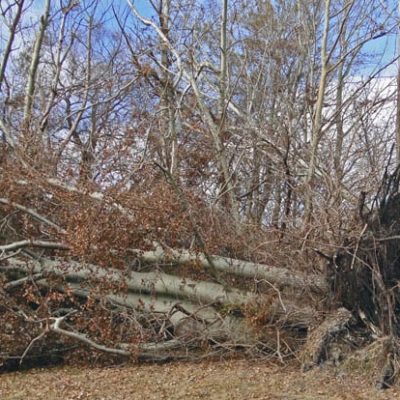 fallen trees Hurricane Sandy