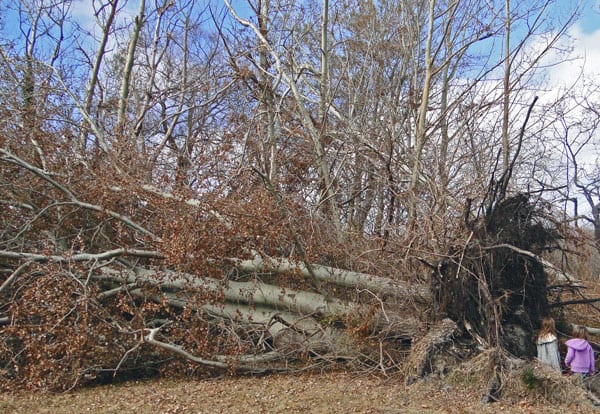 fallen trees Hurricane Sandy