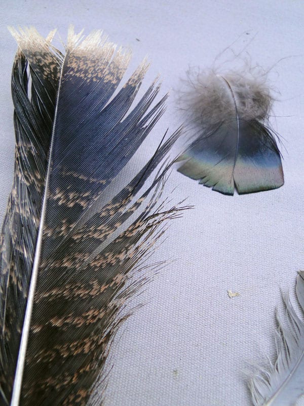 feathers