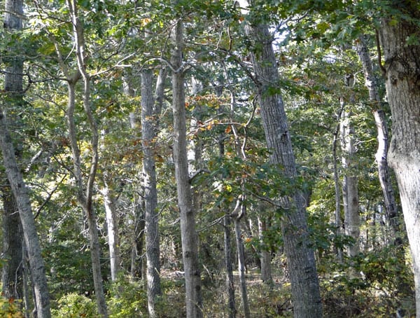 trees forest nature reserve walk