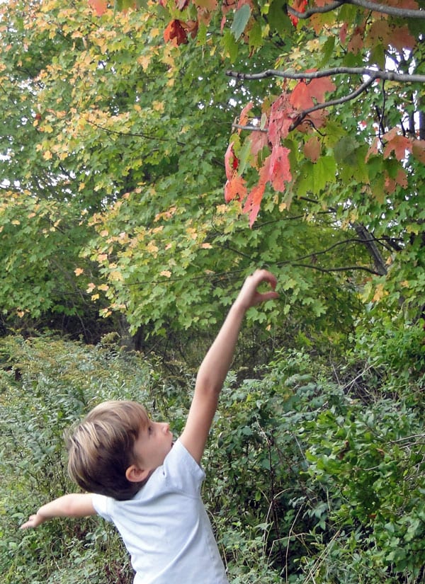 jumping grab red leaf