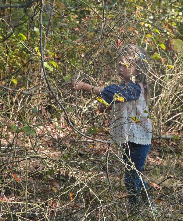 picking more red leaves