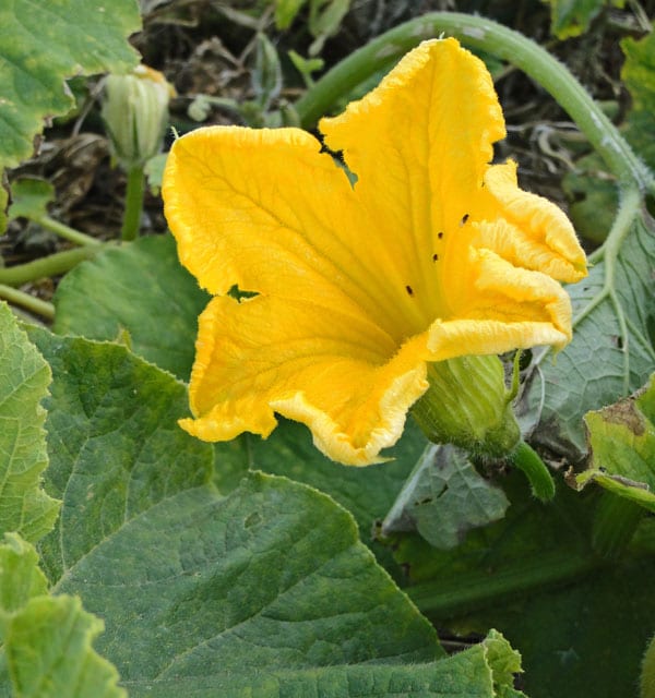 pumpkin flower