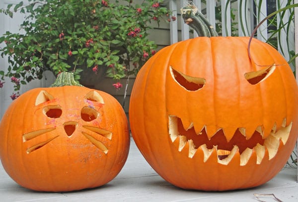 carved pumpkins witch's cat toothy goblin