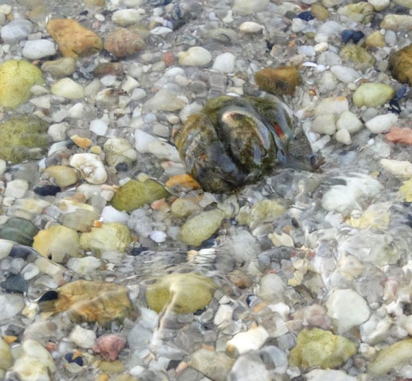 rocks shells underwater