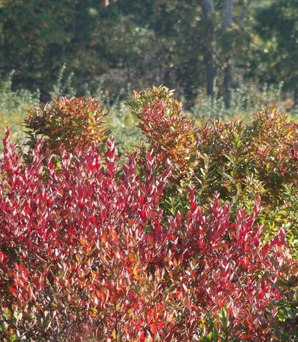 red shrubs